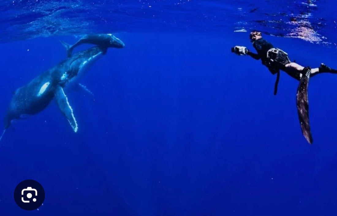 Freediver swimming beside a humpback whale in Niue's clear blue water