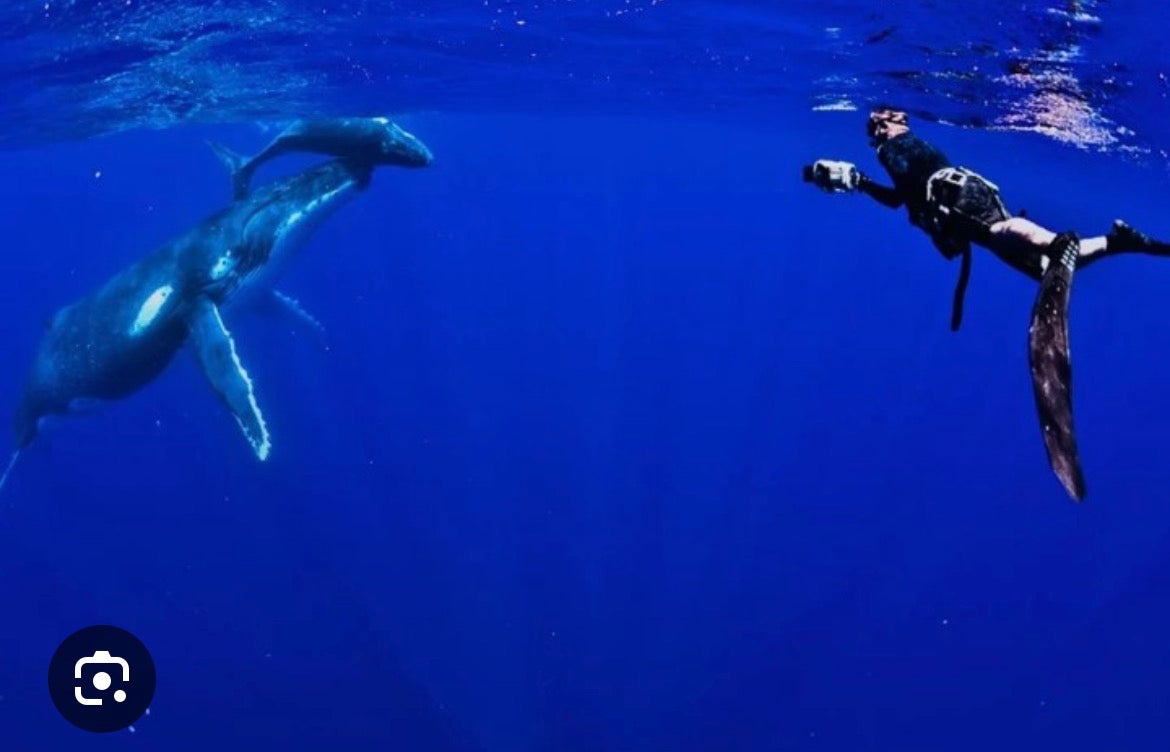 Freediver swimming beside a humpback whale in Niue's clear blue water