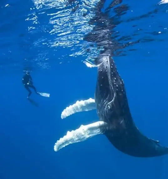 Expeditions Freedive Aotearoa