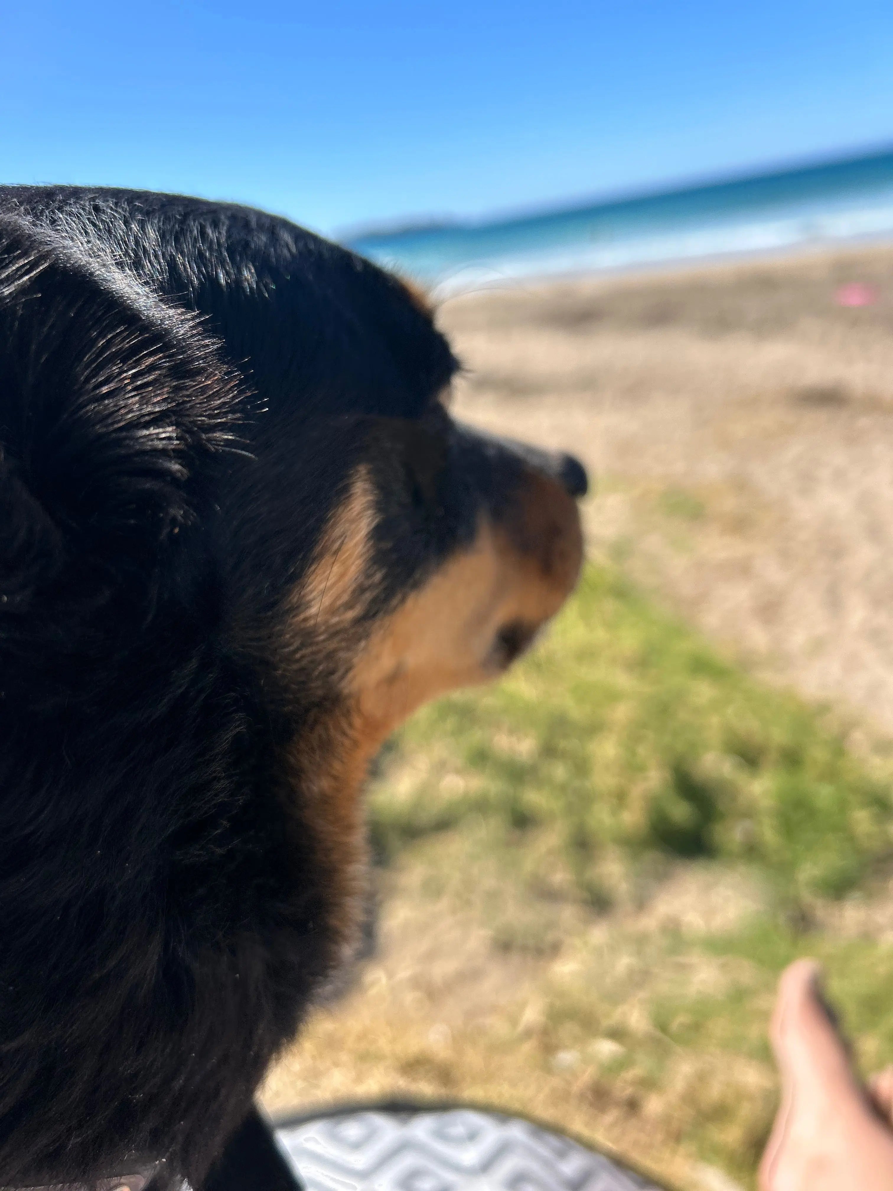 Calm on Both Ends of the Lead — Dog Handler Breathwork Freedive Aotearoa