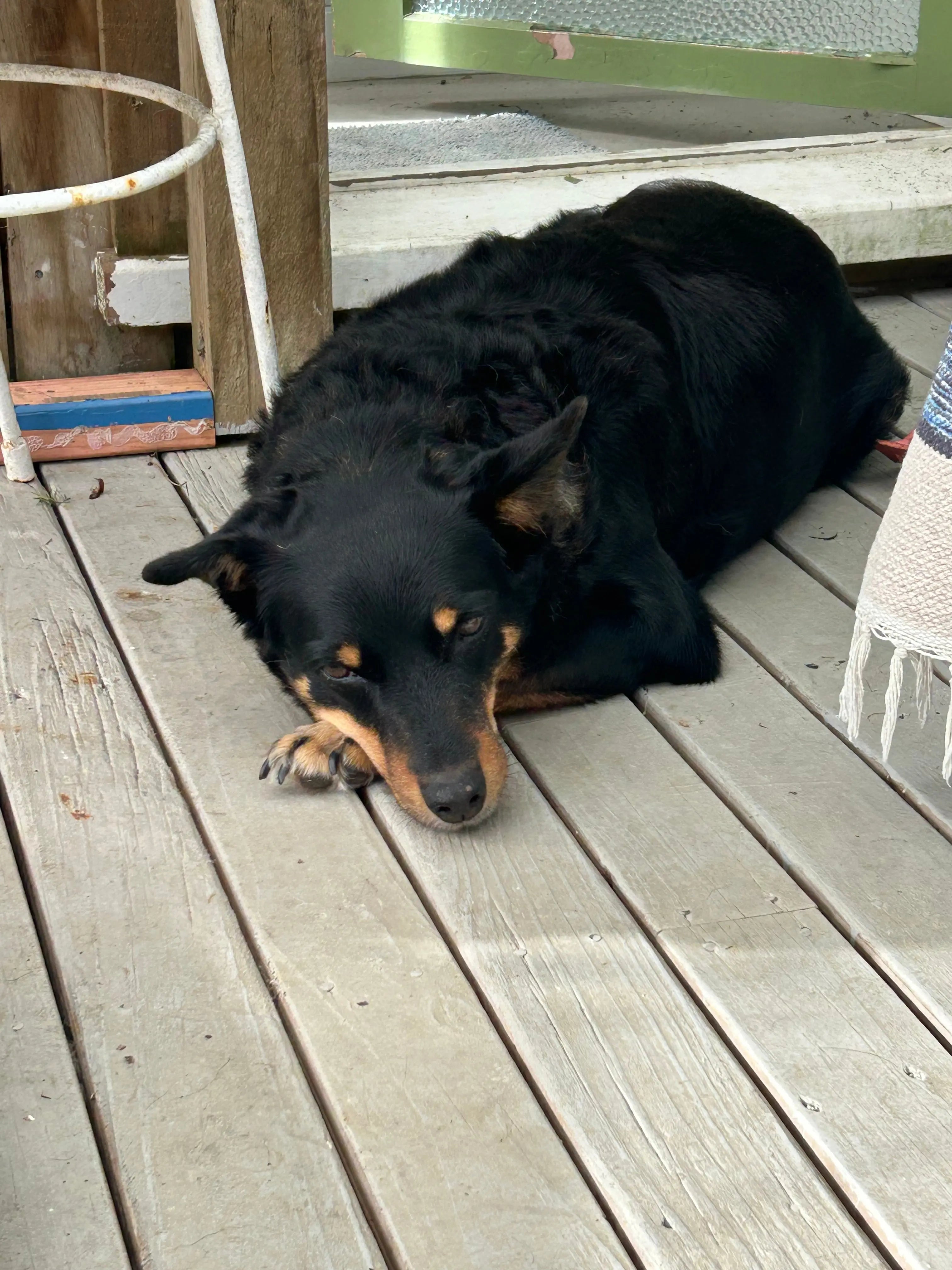 Calm on Both Ends of the Lead — Dog Handler Breathwork Freedive Aotearoa