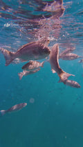 Freediving with fish in Northland, New Zealand