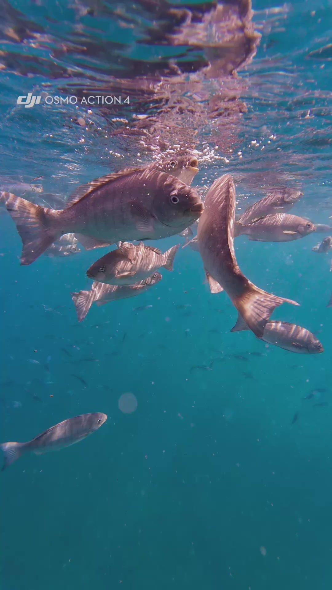 Freediving with fish in Northland, New Zealand