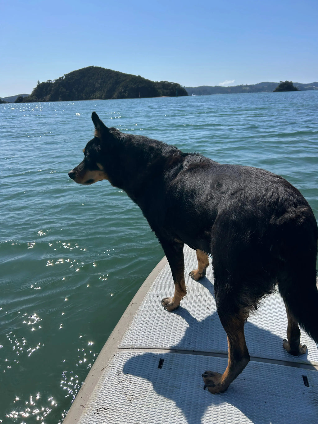 Calm on Both Ends of the Lead — Dog Handler Breathwork Freedive Aotearoa
