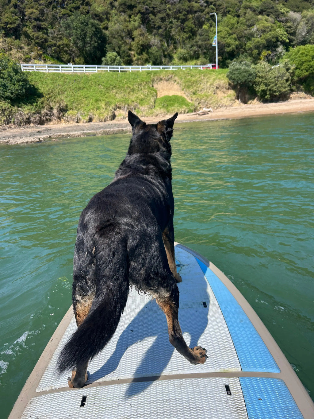 Calm on Both Ends of the Lead — Dog Handler Breathwork Freedive Aotearoa