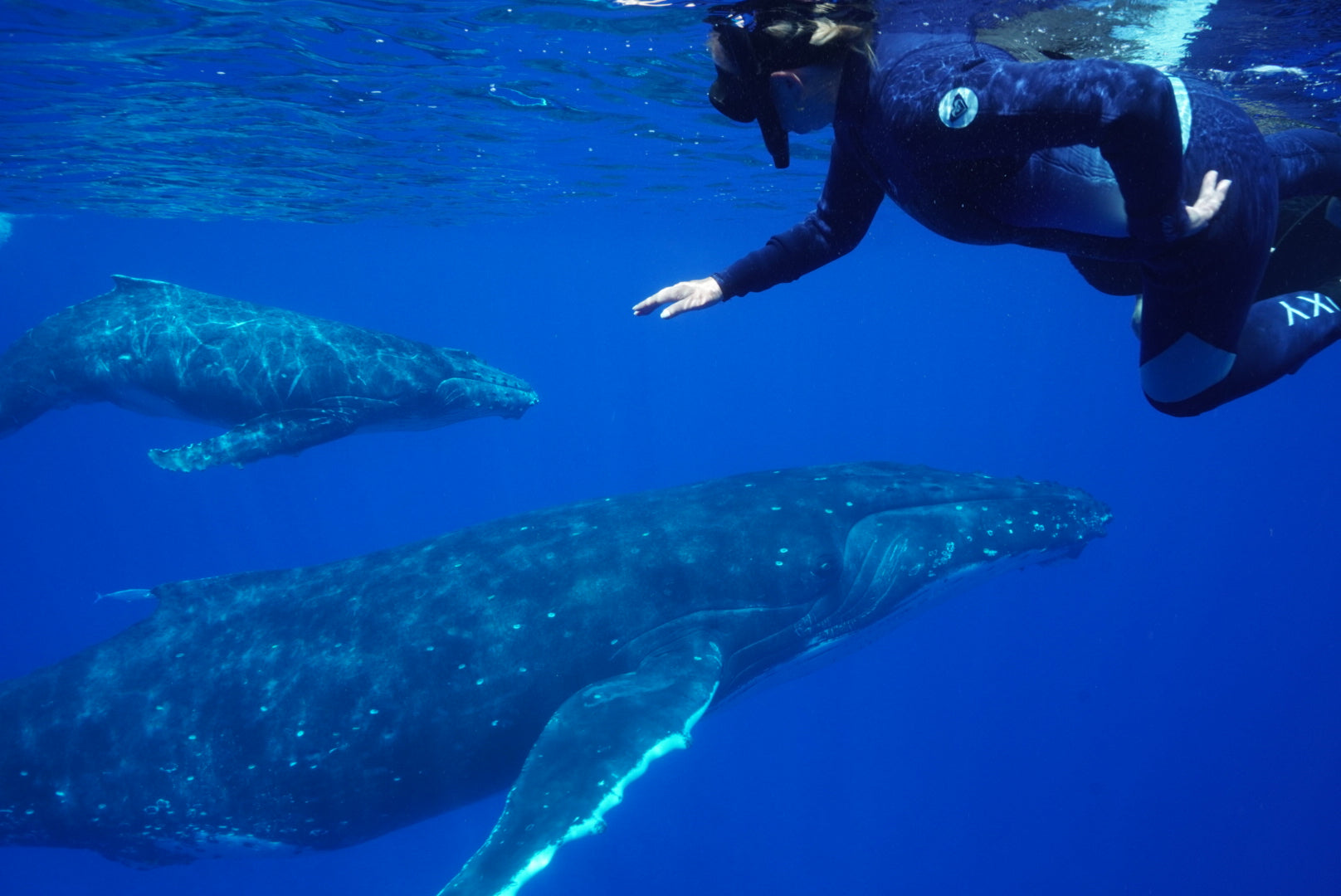 Freedive Courses