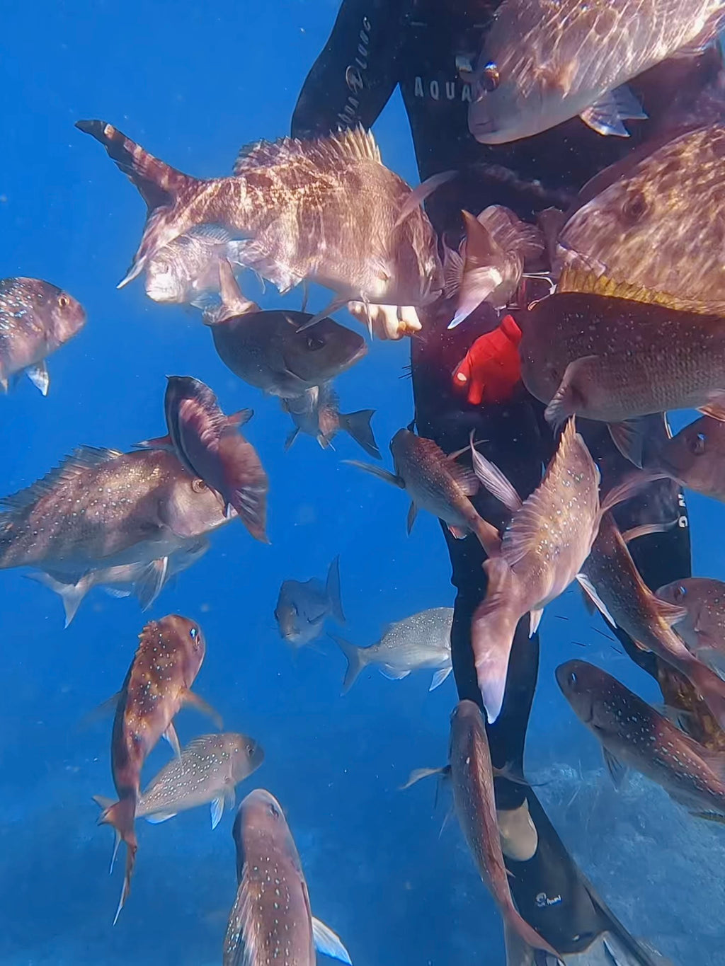 Freediver surrounded by a school of reef fish on a Guided Freedive Adventure, Bay of Islands
