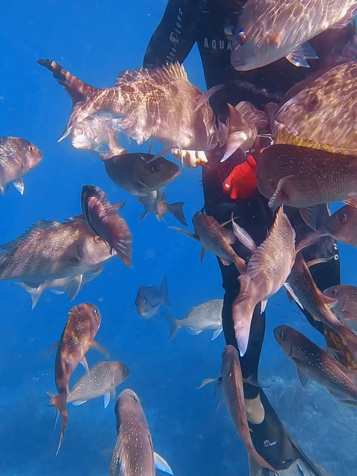 Freediver surrounded by a school of reef fish on a Guided Freedive Adventure, Bay of Islands