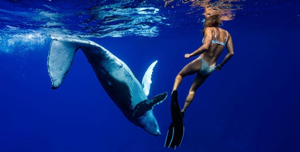 Niue Ocean Escape 2026 Swim with Humpback Whales 28 Aug – 4 Sep