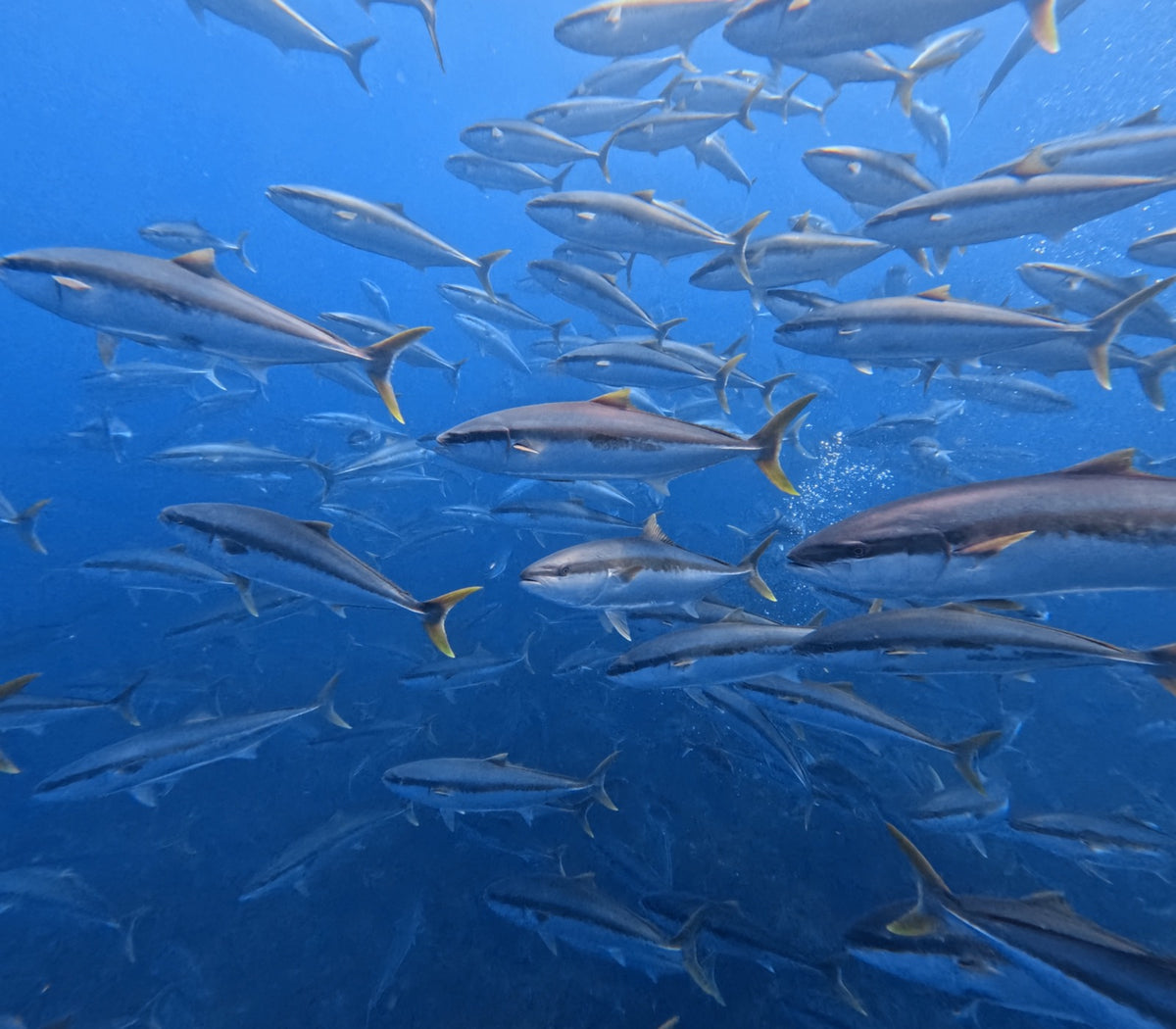 Poor Knights Islands — kingfish