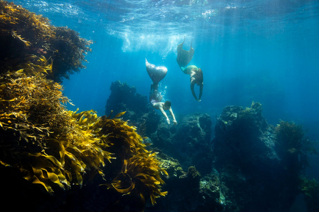 Freedivers at the Poor Knights Islands marine reserve