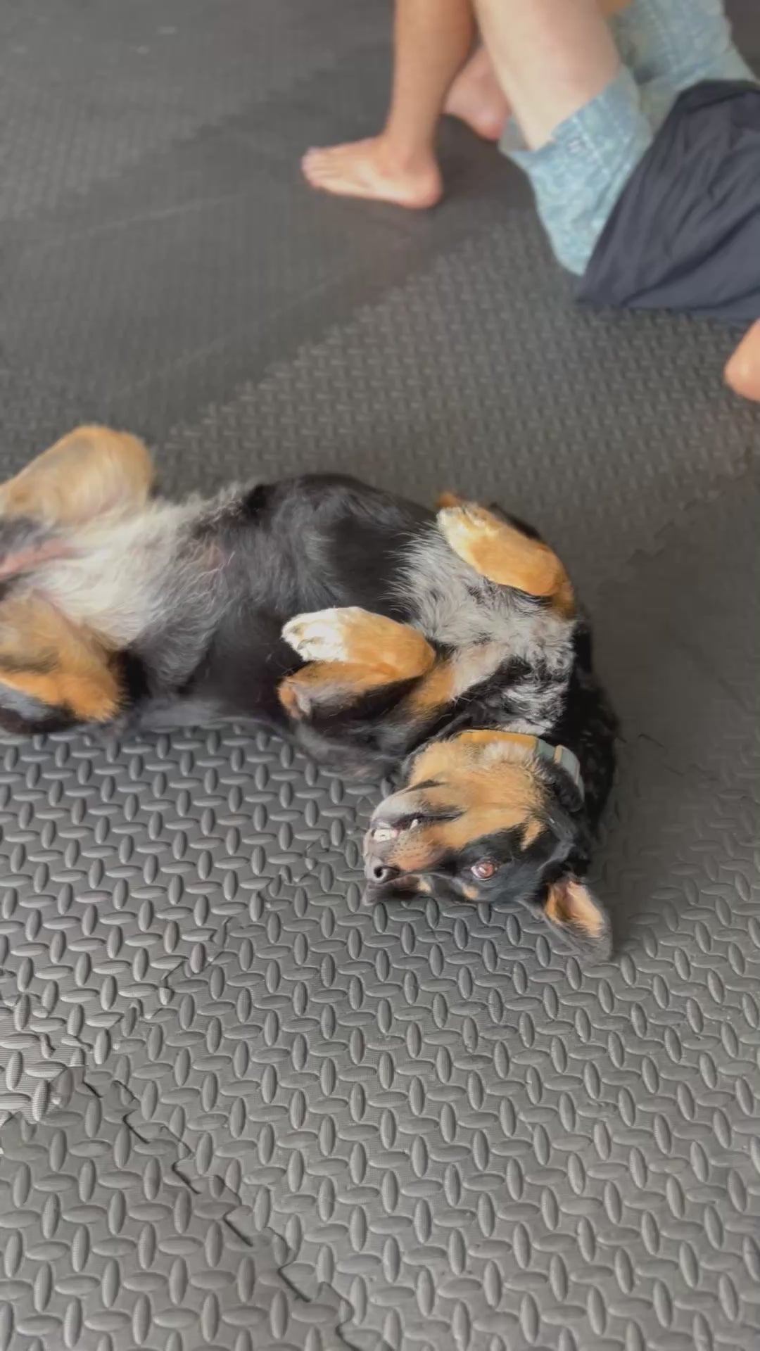 Calm on Both Ends of the Lead — Dog Handler Breathwork