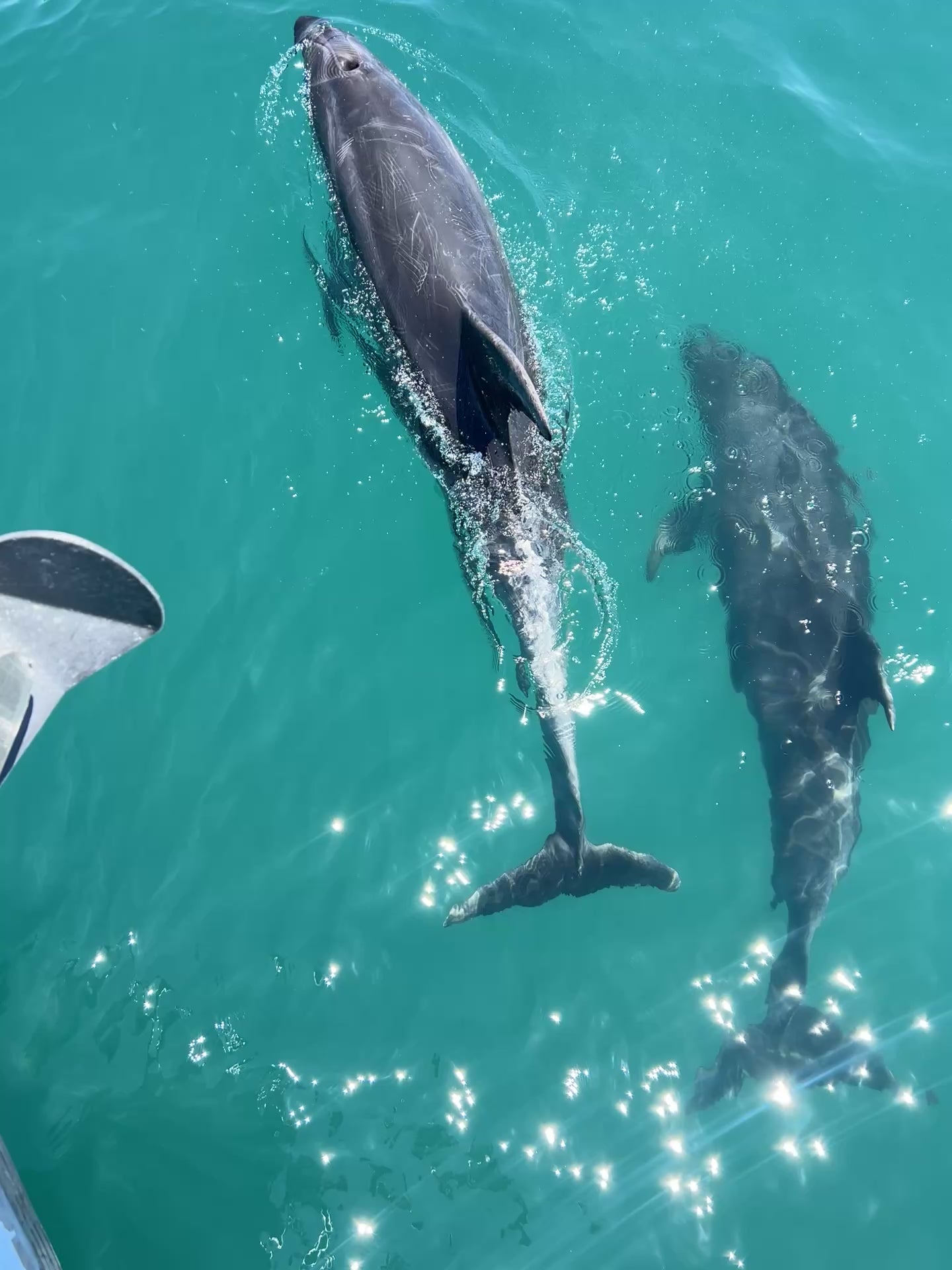 Freedive Instructor Course